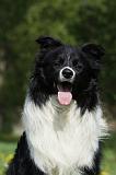 BORDER COLLIE 925